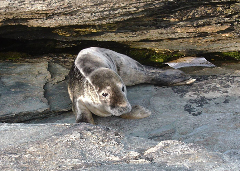 Seal Rescue - 15th September 2016