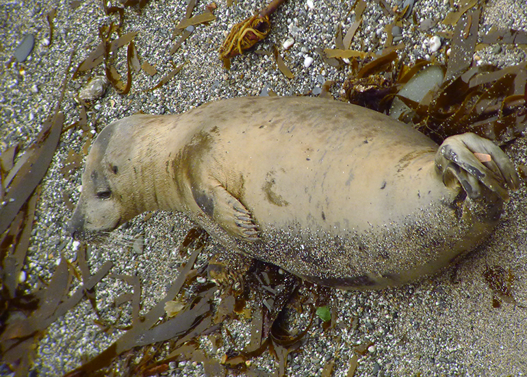 Orion - Photo credit - Sue Sayer  - 1st September 2014