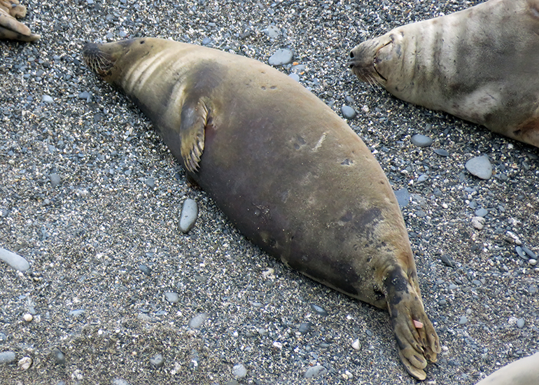 Orion - Photo credit - Sue Sayer  - 19th January 2015