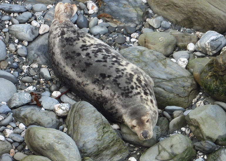 Orion - Photo credit - Sue Sayer - 18th September 2020