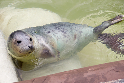 Otter