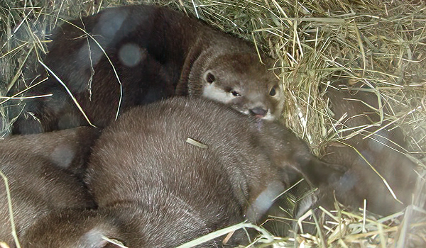 Otters nearly asleep in their holt