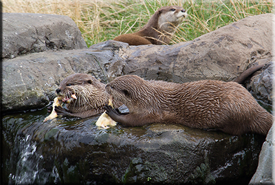 Otters