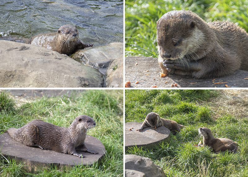 Otters