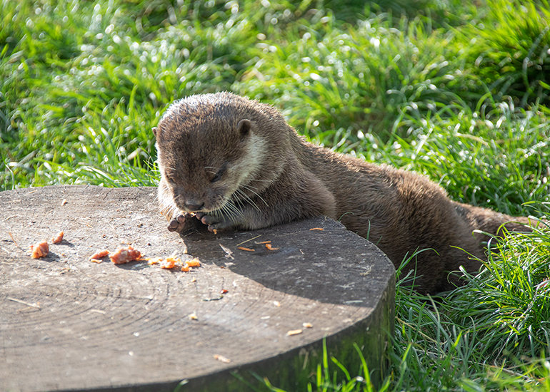 Twix and Summer - Otters