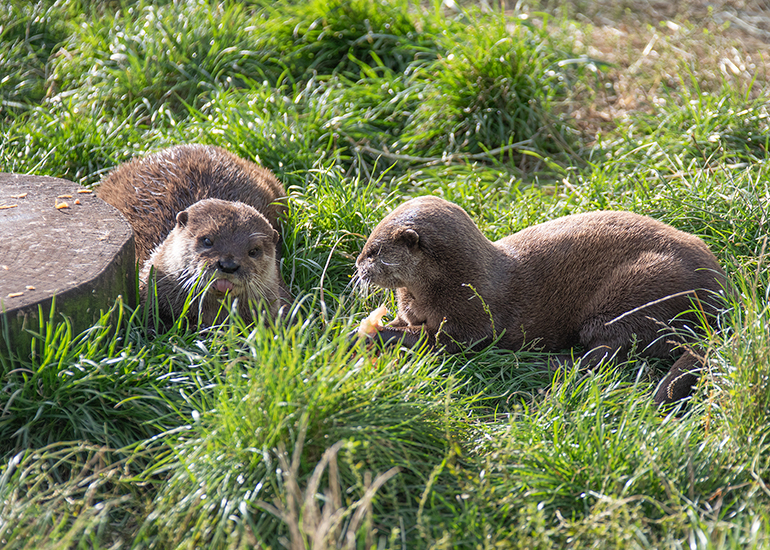 Twix and Summer - Otters