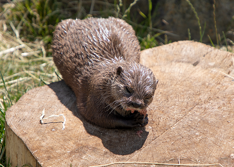 New Otter Enclosure