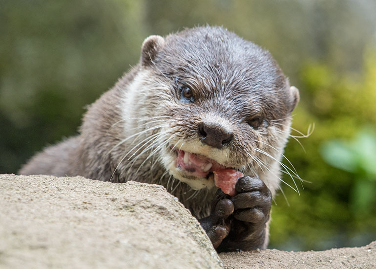 Asian Short Clawed Otters