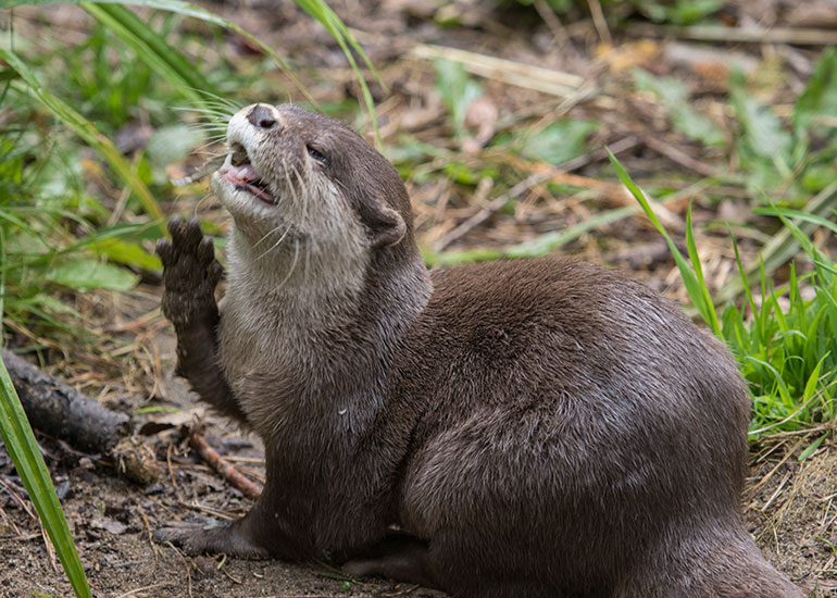 Asian Short Clawed Otters