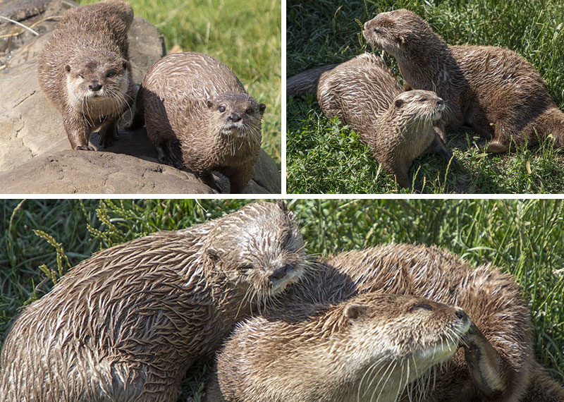 Summer and Twix new otter enclosure