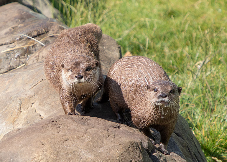 Otter Enclosure