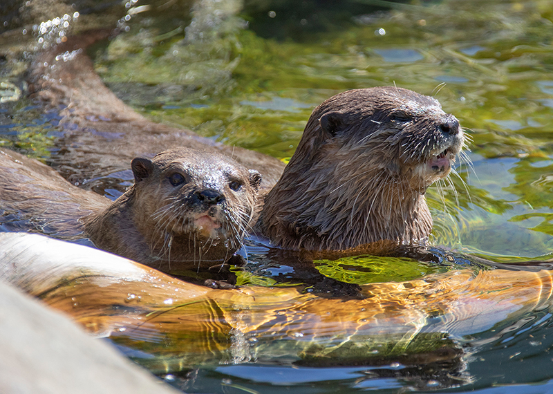 Summer and Twix new otter enclosure