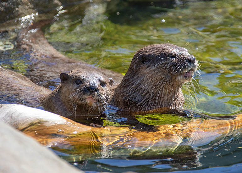 New Otter Enclosure