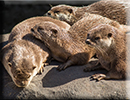 Otters