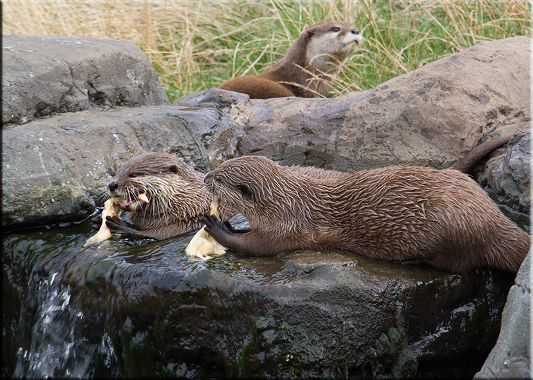 Resident Otters - September 2016