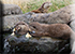 Otters