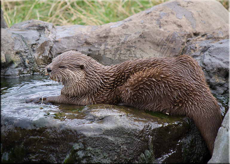 Resident Otters - September 2016
