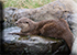 Otters