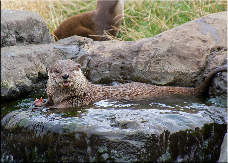 Resident Otters - September 2016