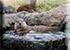 Otters