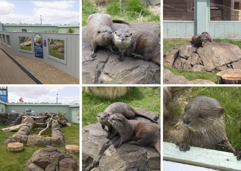 Summer and Twix new otter enclosure
