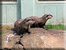 Otters - May 2022