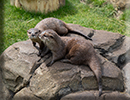 Otters - June 2022