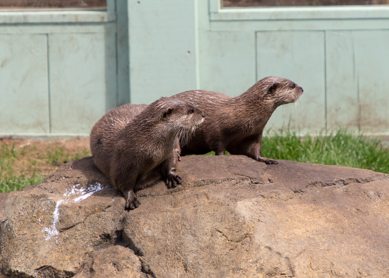 New Otter Enclosure