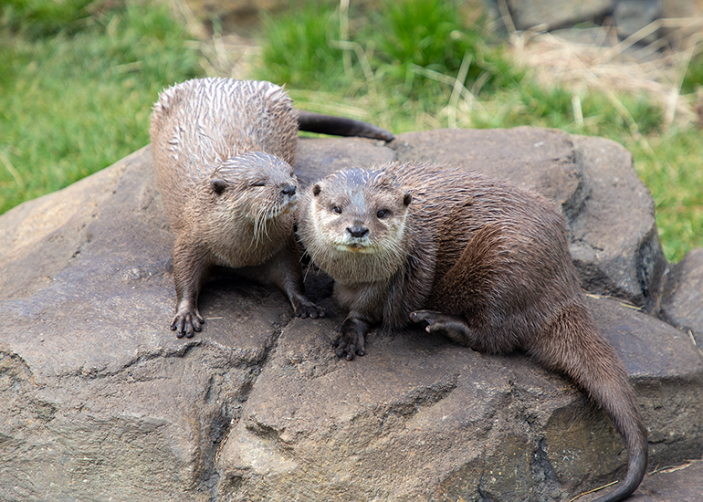 New Otter Enclosure