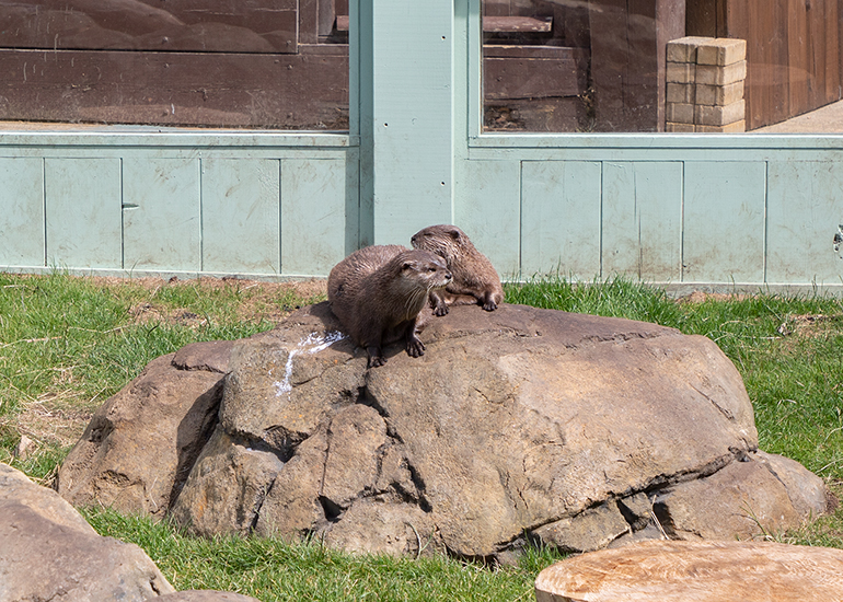 New Otter Enclosure