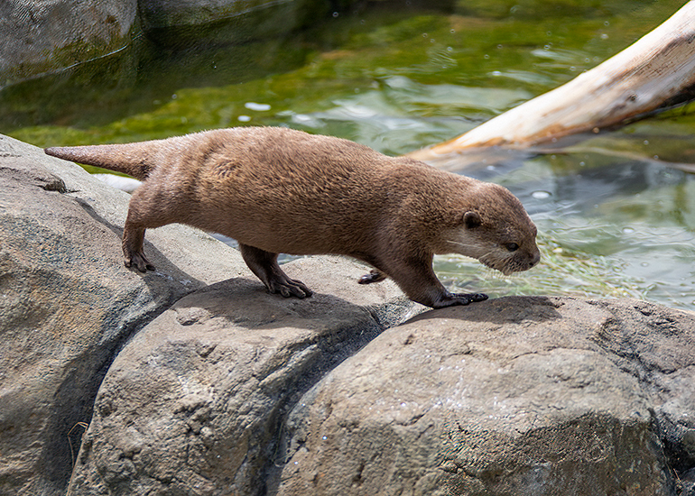 New Otter Enclosure