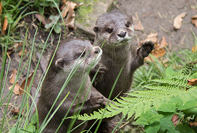 Otters - Starsky and Hutch