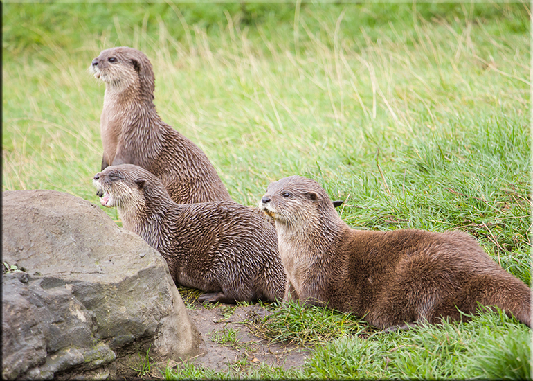 Resident Otters - October 2016