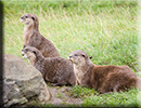 Otters