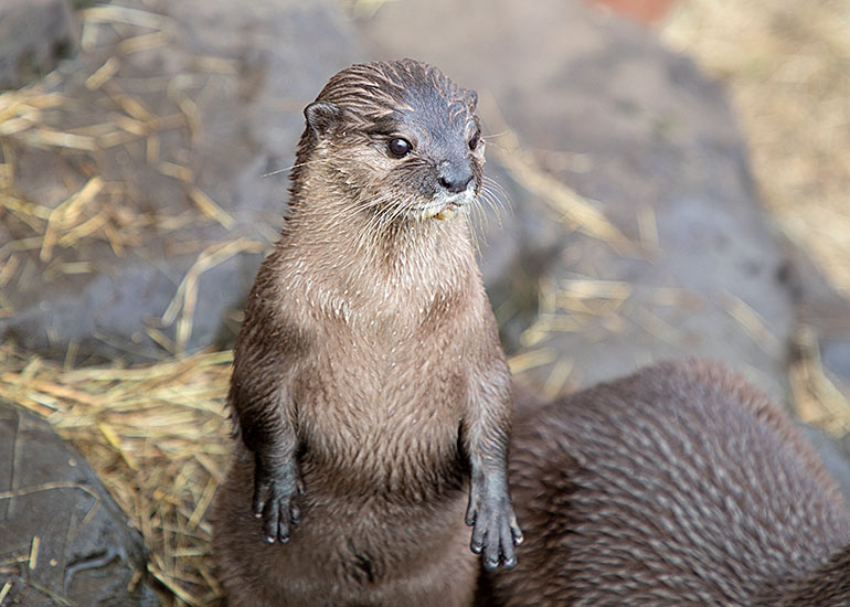 Asian Short-Clawed Otters