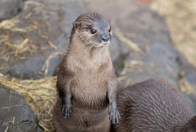 Otters