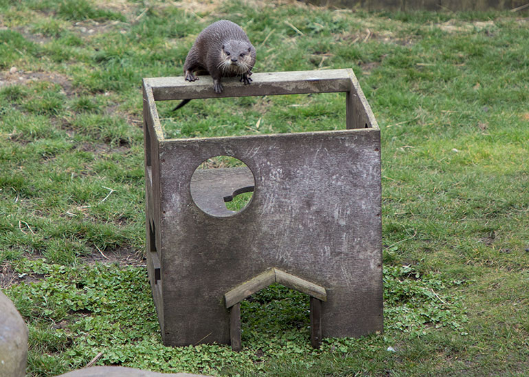 Asian Short-Clawed Otters