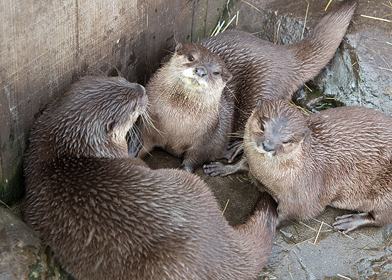 Asian Short-Clawed Otters