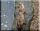 Otters