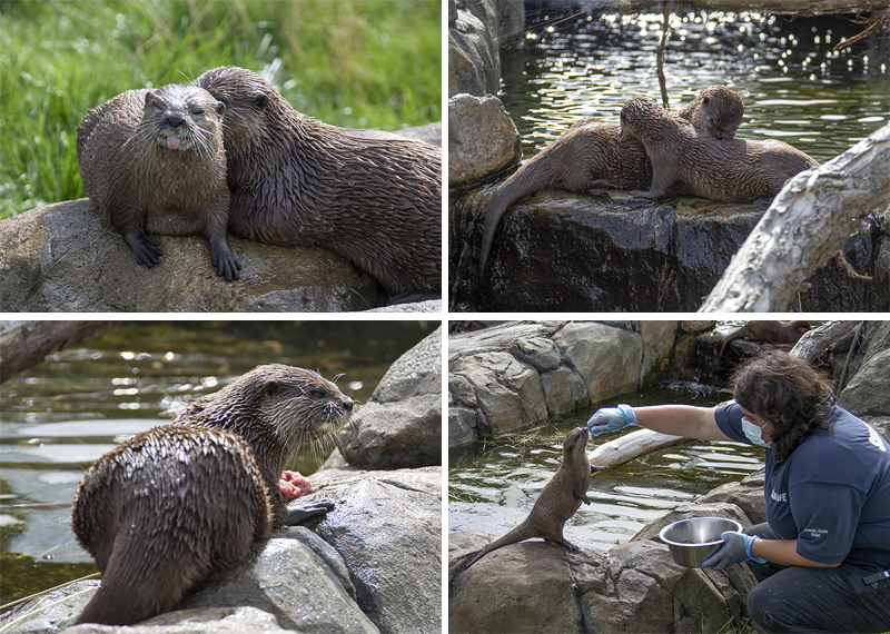 Summer and Twix new otter enclosure