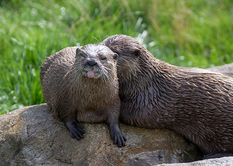 New Otter Enclosure