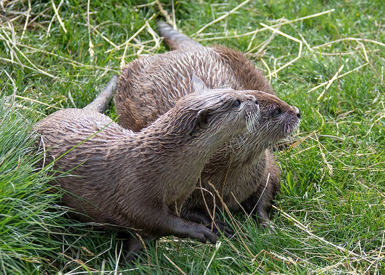 New Otter Enclosure