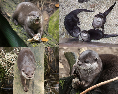 Cornish Seal Sanctuary