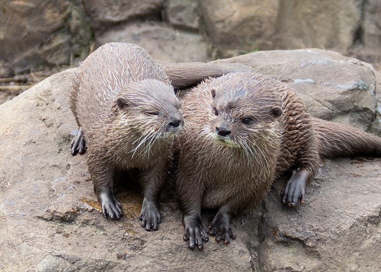 Otter Enclosure
