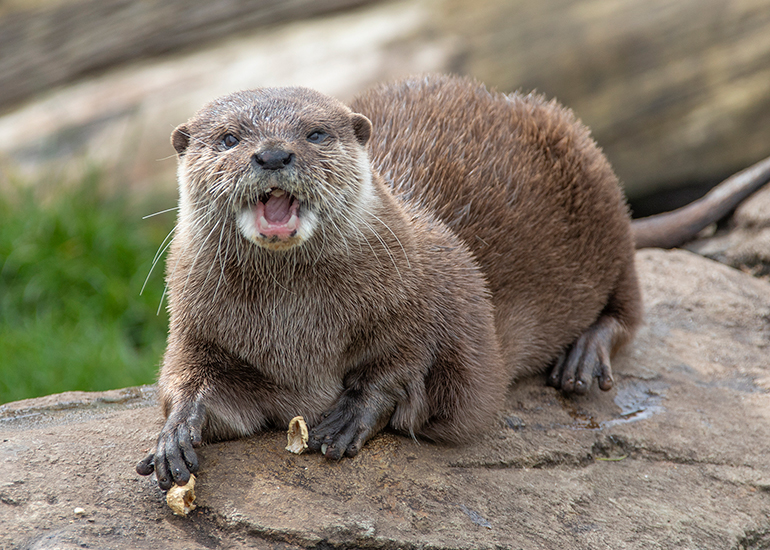 Otter Enclosure