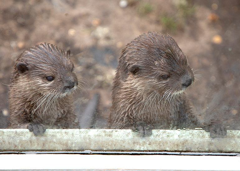 Otter Enclosure