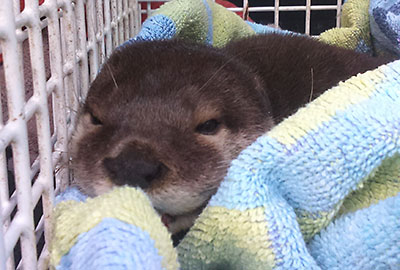 No treats this Halloween for Apricot the Otter!