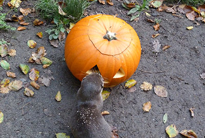 No treats this Halloween for Apricot the Otter!