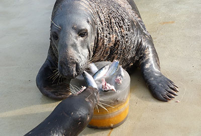 No treats this Halloween for Apricot the Otter!