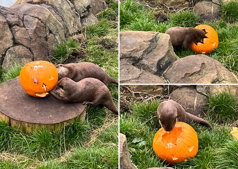 adorable Asian Short-Clawed Otters, Summer and Twix enjoying their Halloween treat